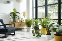 Bloempot Elho B.for Original Rond 30cm - Warm Grijs -Woondecoratie Winkel bfor original rond 30cm bloempot warm grijs 7 17