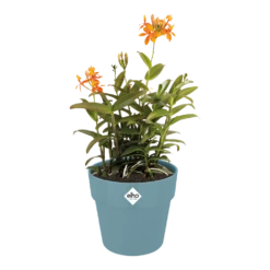 Bloempot Elho B.for Original Rond 25cm - Duifblauw -Woondecoratie Winkel bfor original rond bloempot duifblauw 3 1