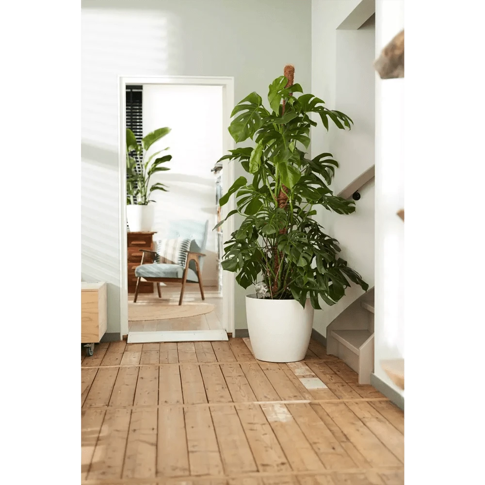 Bloempot Elho Brussels Rond 35cm - Met Wielen - Wit - Afbeelding 6