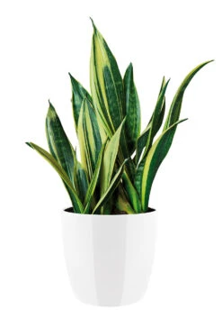 Bloempot Elho Brussels Diamond Rond 30cm - Wit 8 Bloempot Elho Brussels Diamond Rond 30cm - Wit -Woondecoratie Winkel brussels diamond rond 30cm bloempot wit 6 20