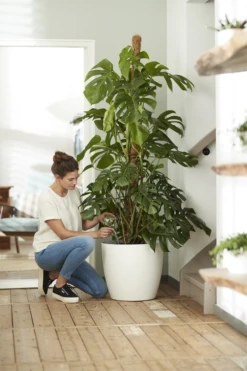 Bloempot Elho Brussels Rond 47cm - Met Wielen - Wit -Woondecoratie Winkel elho brussels rond wielen 47 wit bloempot 7 7