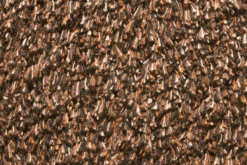 Natuflex Droogloopmat - 80x50cm - Donker Bruin - Deurmat -Woondecoratie Winkel natuflex droogloopmat donker bruin deurmat 3 1