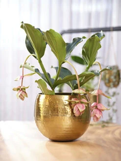 Bloempot Kody - D17 X H16cm - Goud 7 Bloempot Kody - D17 X H16cm - Goud -Woondecoratie Winkel pot kody gold d17 h16 bloempot 7 11