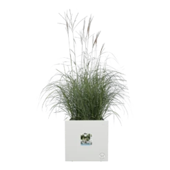 Elho Vivo Next Vierkant Wielen 40cm - Wit -Woondecoratie Winkel vivo next vierkant wielen 40cm wit 5 1